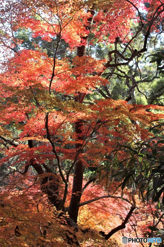 もみじ寺