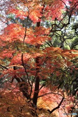 もみじ寺