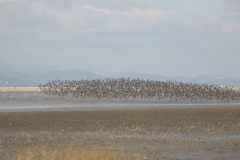 これから見頃ですよ