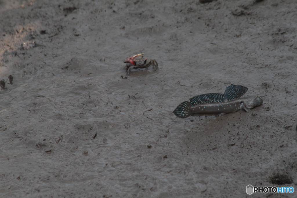 きれいに飛ぶんですよ