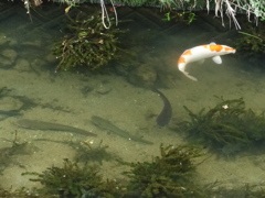 ナマズがいっぱい