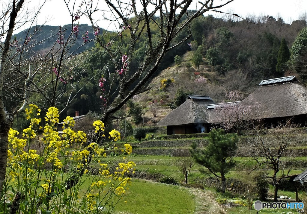 菜の花咲くころ