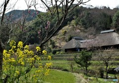 菜の花咲くころ