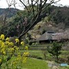 菜の花咲くころ
