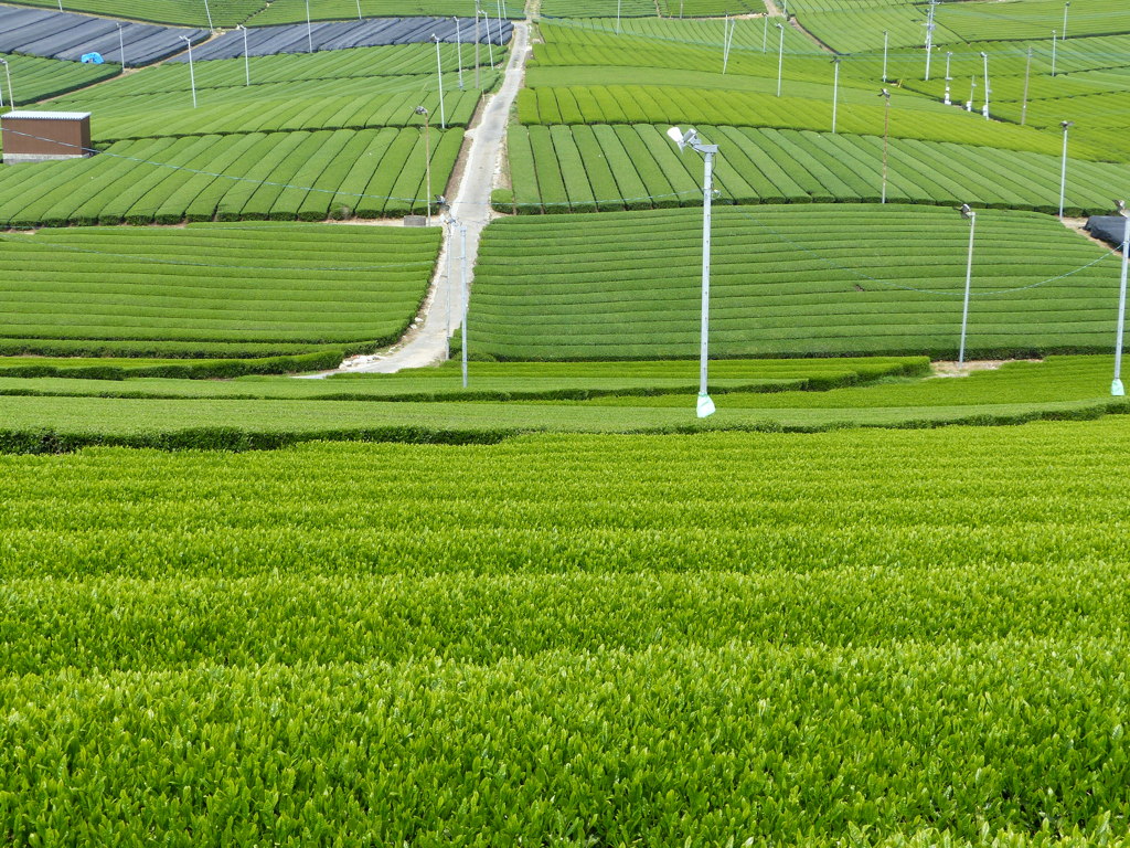 目覚めにお茶でも