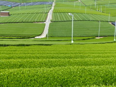 目覚めにお茶でも