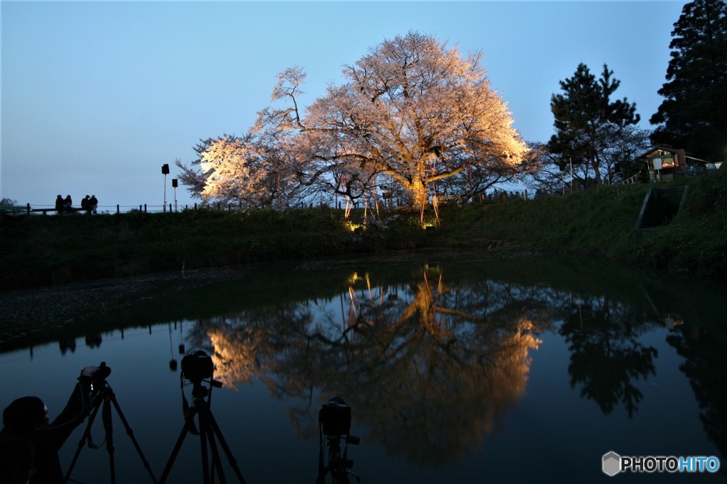 浅井の一本桜といいます