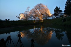 浅井の一本桜といいます