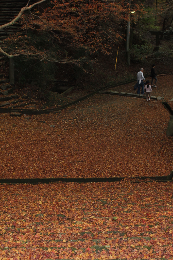 落ち葉