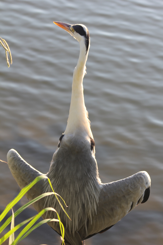 リラックスのポーズ