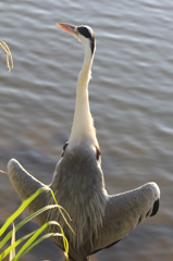 リラックスのポーズ