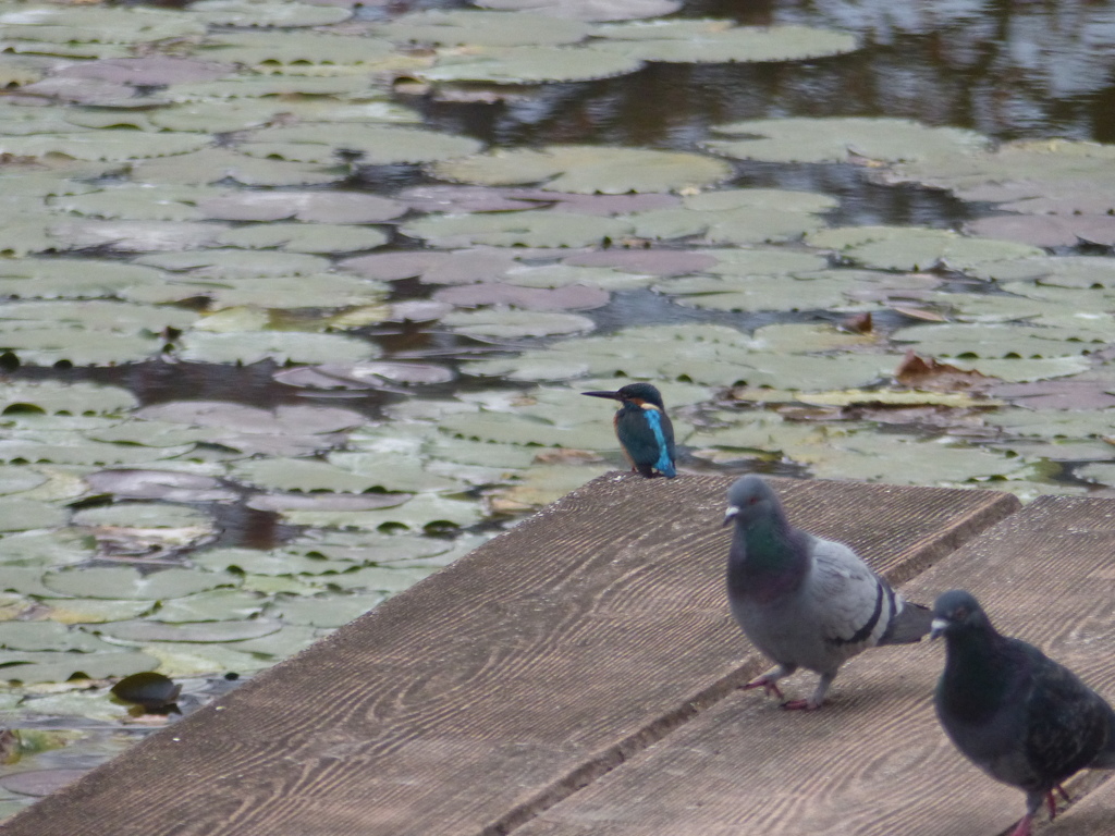 まるちゃん、おはよう
