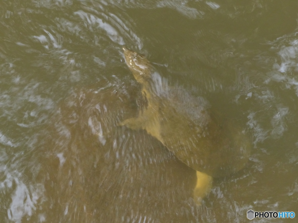 すっぽんトリオ