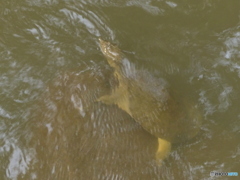 すっぽんトリオ