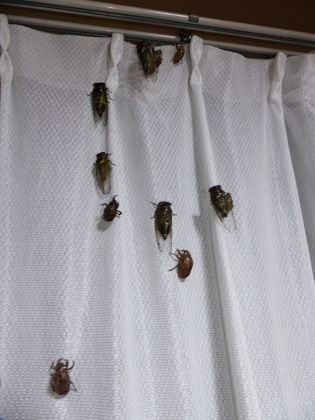 きっと恩返しに来てくれるはず？