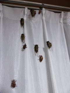 きっと恩返しに来てくれるはず？