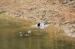 からすの行水