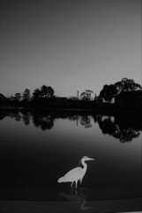 今日の青ちゃん