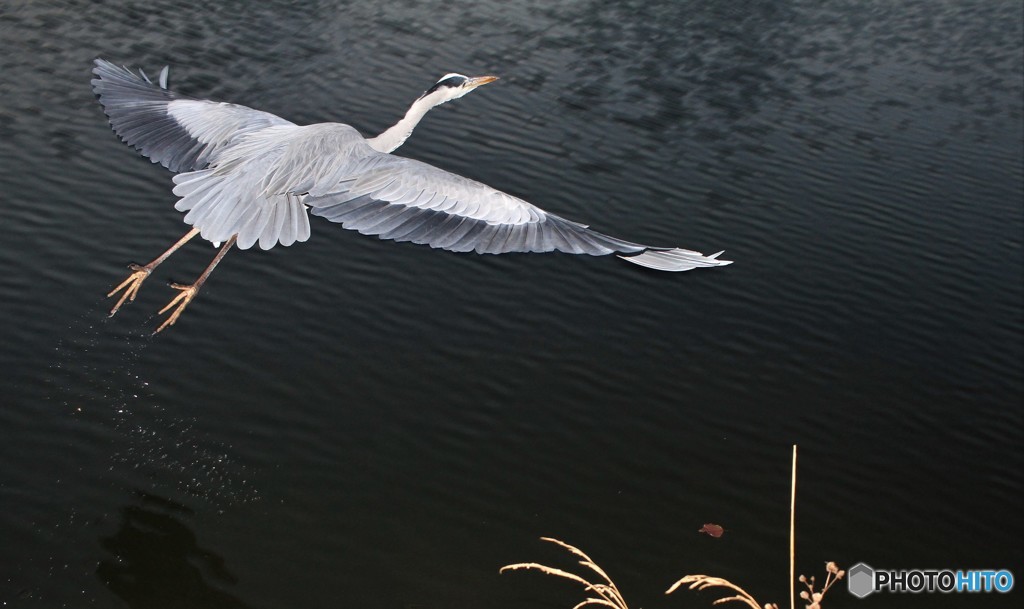 今日の青ちゃん