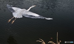 今日の青ちゃん