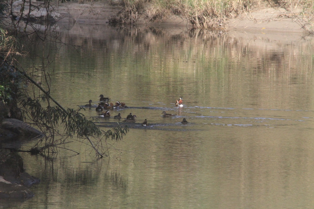 プーチンさんおったよ