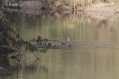 プーチンさんおったよ