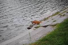 おちるよ