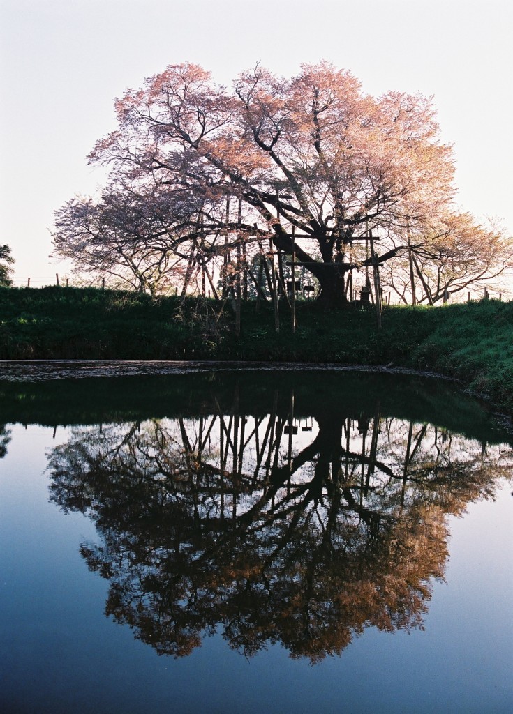 全体が円いですね