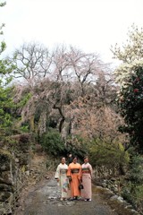 開花宣言出ました