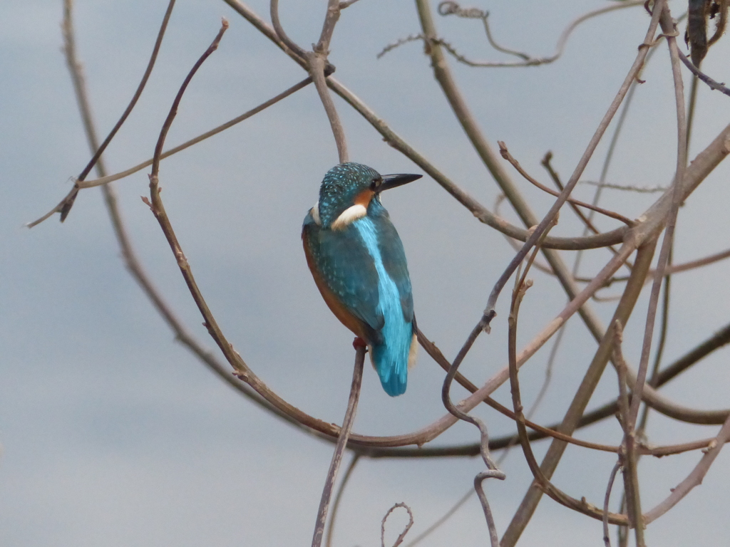 うしろすがたも