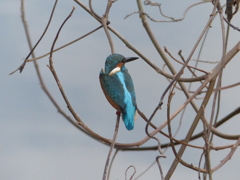 うしろすがたも