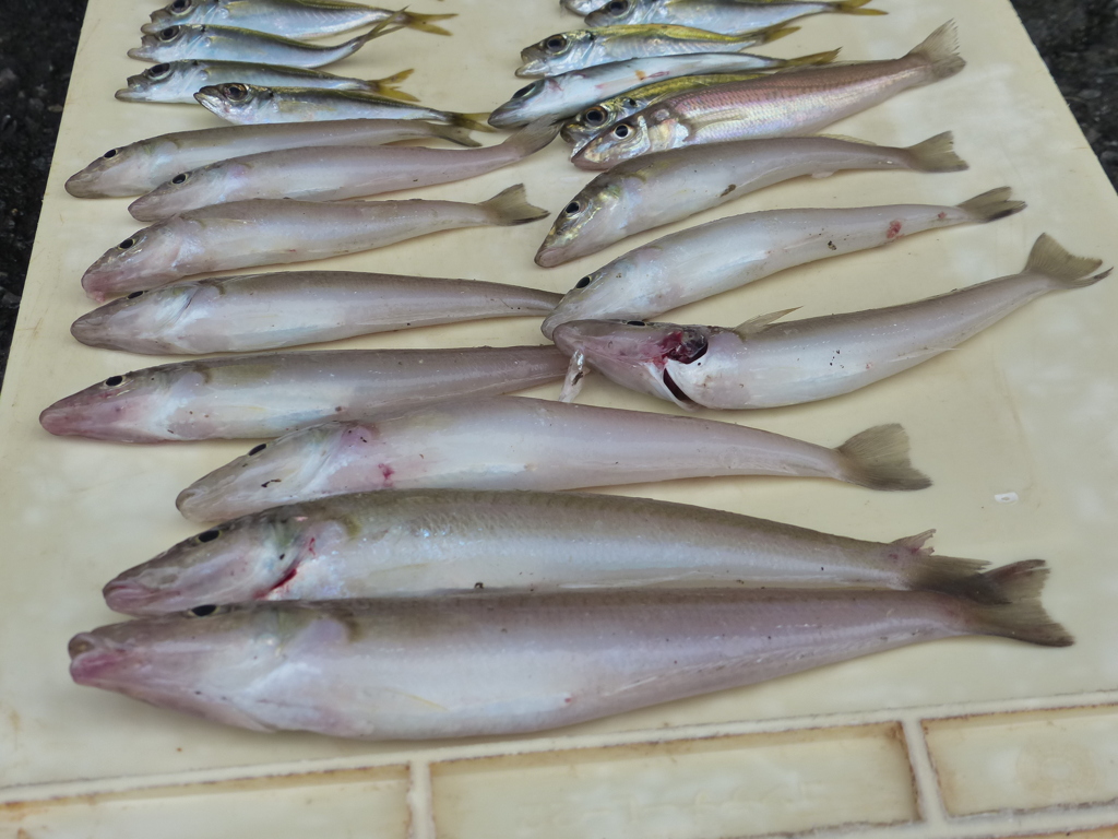 まるまる２７センチ