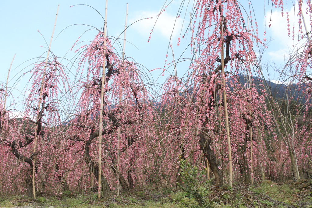 紅梅しだれ