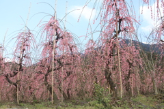 紅梅しだれ