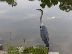 今日のあおちゃん