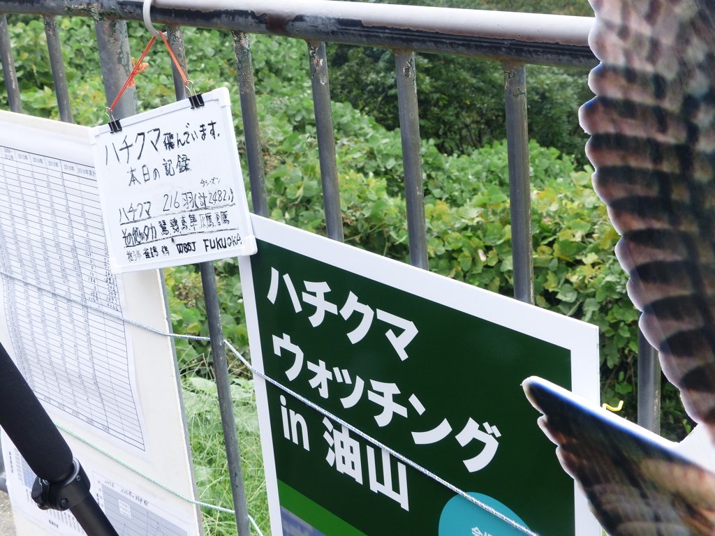 ハチクマ見てきましたが