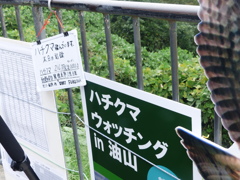 ハチクマ見てきましたが