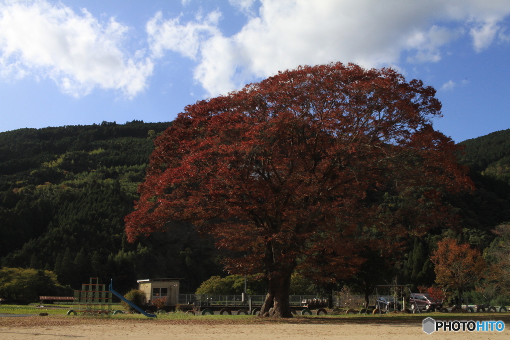 おおきな〇〇木の下で