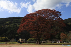 おおきな〇〇木の下で