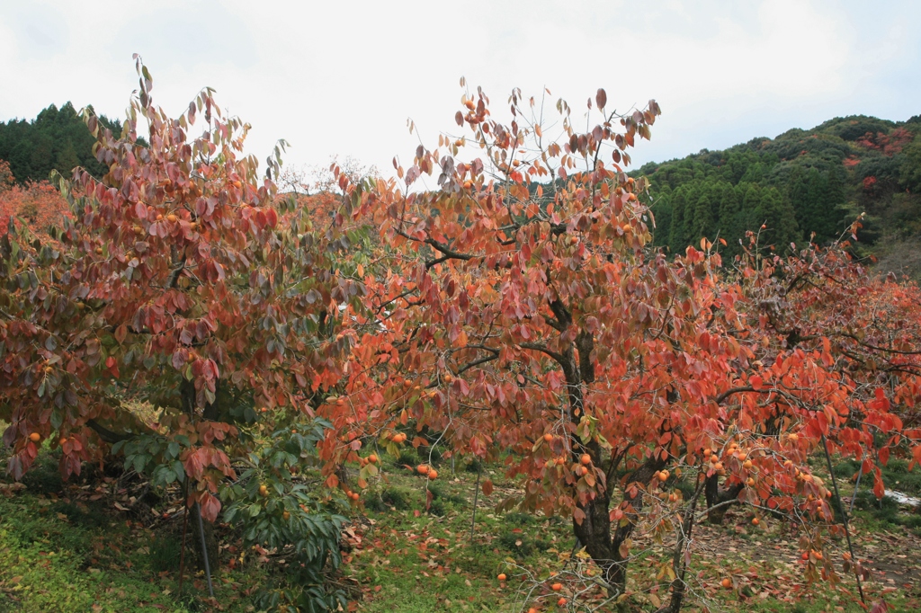 こちrの紅葉は柿