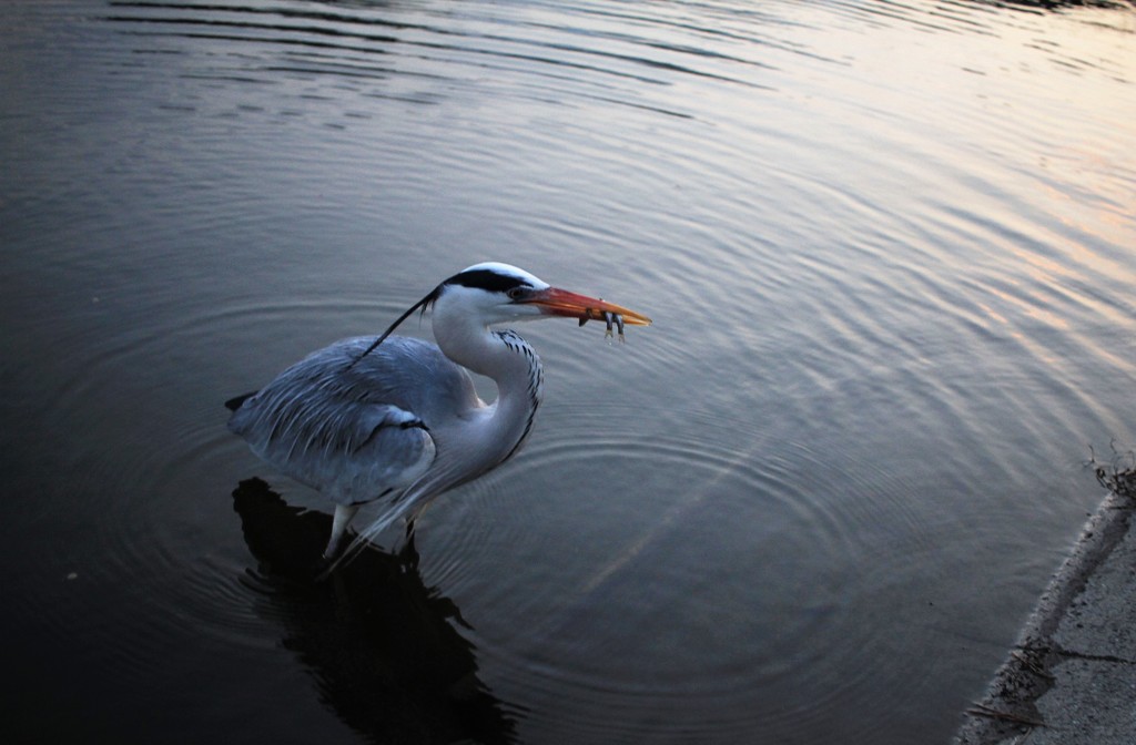 ほら源さん見て３匹捕り