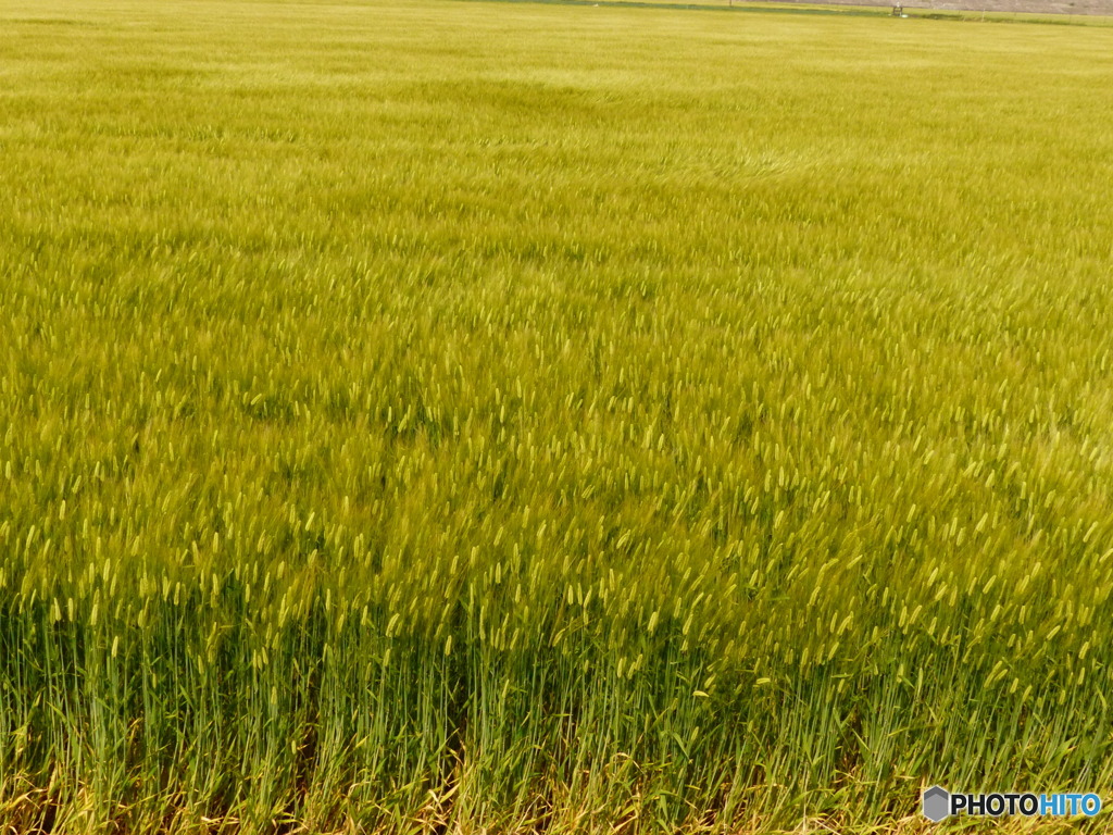 ビール麦かな？