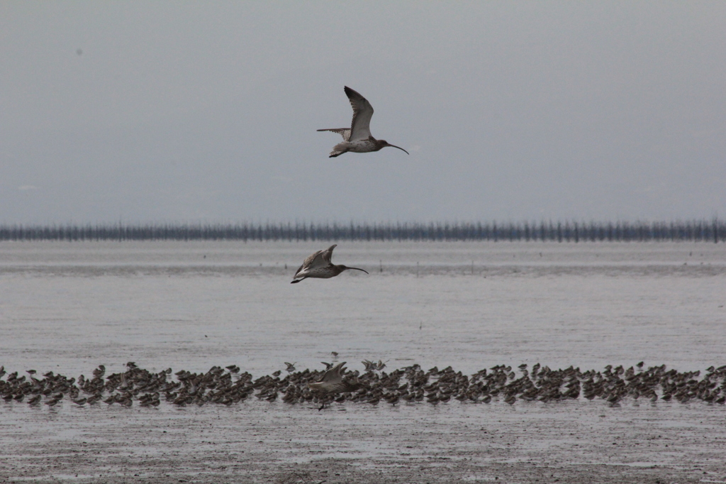 ダイシャクシギ