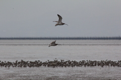 ダイシャクシギ