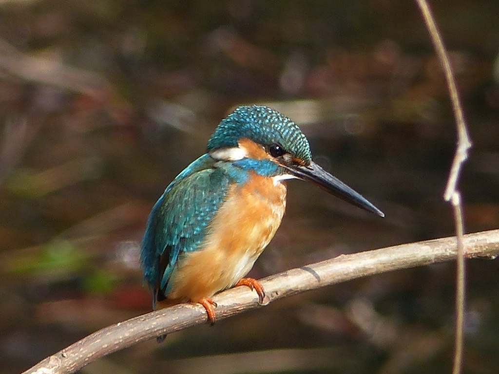 今日のまるちゃん