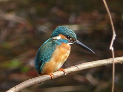 今日のまるちゃん