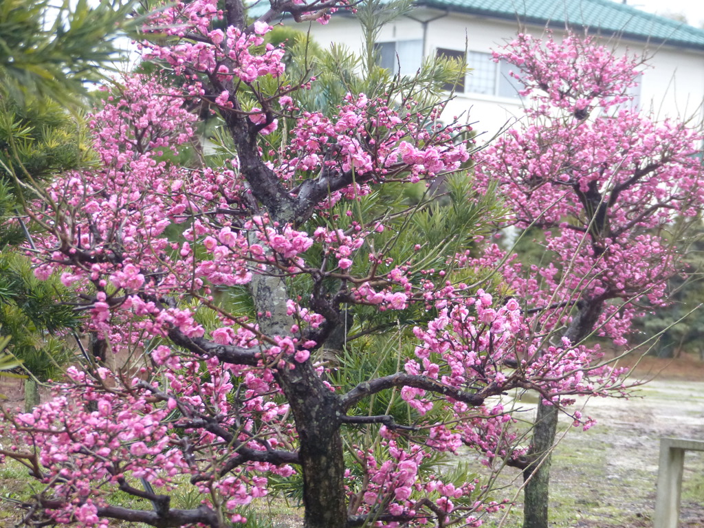 植木屋さんの梅