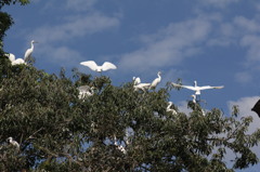 小野ヨーコさんちの木