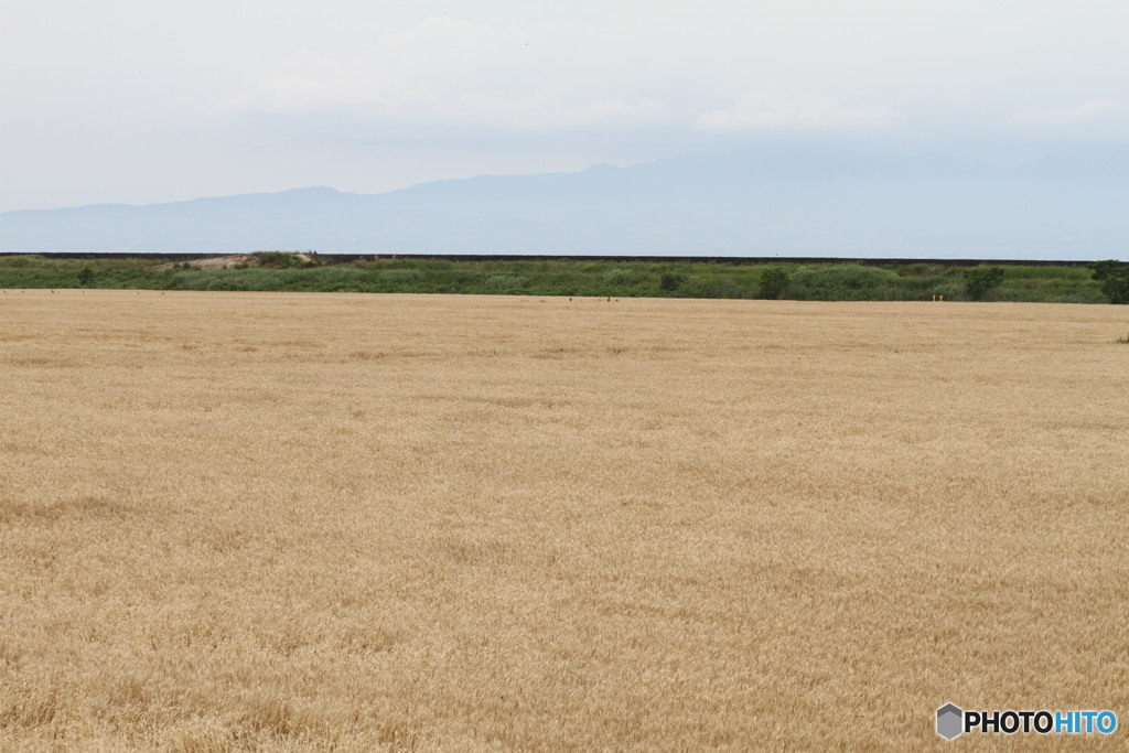 キリンビールになります