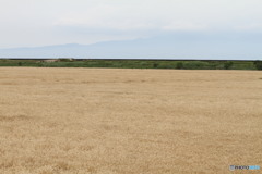 キリンビールになります